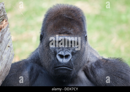 Gorille de plaine de l'ouest (Gorilla gorilla gorilla). Des hommes. Endormi. Le Sommeil. Durrell Wildlife Park, Jersey, Channel Islands, Royaume-Uni. Banque D'Images