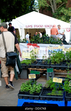 Herbes pour la vente à la Kingston Food Festival 2013 y compris de myrte et de mélisse Banque D'Images