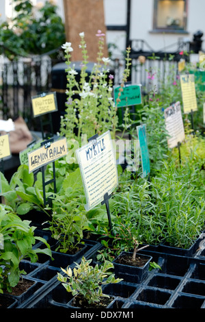 Herbes pour la vente à la Kingston Food Festival 2013 y compris de myrte et de mélisse Banque D'Images