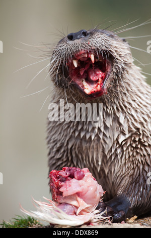 American Loutre de rivière (Lontra canadensis Lutra). Close-up de tête tout en mangeant, montrant des canines la dentition. Banque D'Images