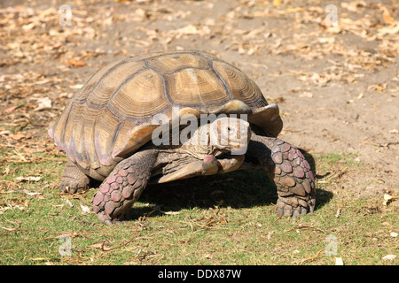 Tortue géante marche sur la terre Banque D'Images