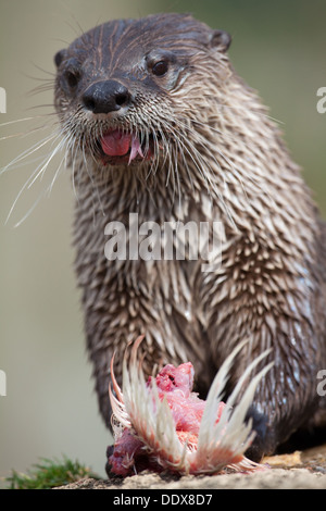 American Loutre de rivière (Lontra canadensis Lutra). Close-up de tête tout en mangeant, montrant vibrisses. Banque D'Images