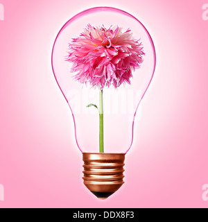 La lumière rose de l'ampoule avec socle en bronze et rose à l'intérieur de dahlia Banque D'Images