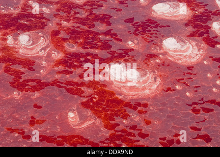 Les pigments photosynthétiques du micro-organisme transforme les cyanobactéries du lac Natron en incroyable couleur rouge (vue aérienne) Banque D'Images