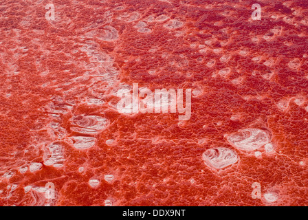 Les pigments photosynthétiques des bactéries bleu-vert cyanobactéries tours du lac Natron en incroyable couleur rouge (vue aérienne) Banque D'Images