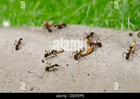 Un groupe de fourmis en déplaçant leur larve Banque D'Images