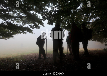 Les Randonneurs sous un grand arbre. Parc Naturel du Montseny. Barcelone. La Catalogne. L'Espagne. Banque D'Images