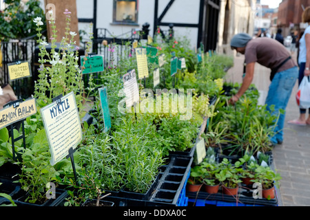 Herbes pour la vente à la Kingston Food Festival 2013 y compris de myrte et de mélisse Banque D'Images