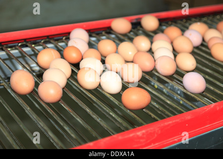 Ferme Avicole. La production industrielle d'oeufs comestibles. Banque D'Images