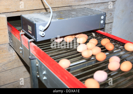 Ferme Avicole. La production industrielle d'oeufs comestibles. Banque D'Images