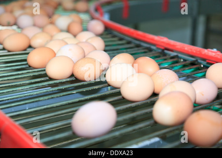 Ferme Avicole. La production industrielle d'oeufs comestibles. Banque D'Images