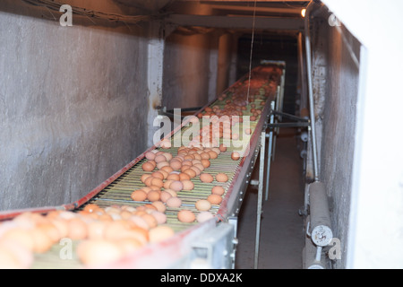 Ferme Avicole. La production industrielle d'oeufs comestibles. Banque D'Images