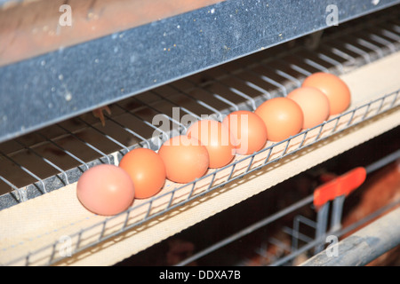 Ferme Avicole. La production industrielle d'oeufs comestibles. Banque D'Images