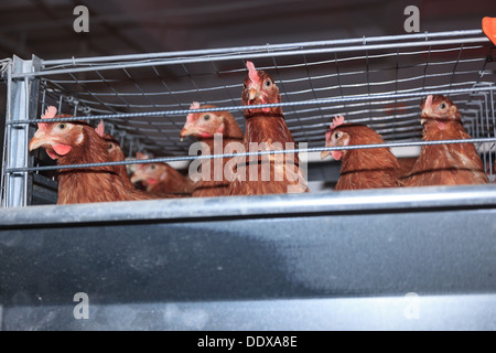 Ferme Avicole. La production industrielle d'oeufs comestibles. Banque D'Images