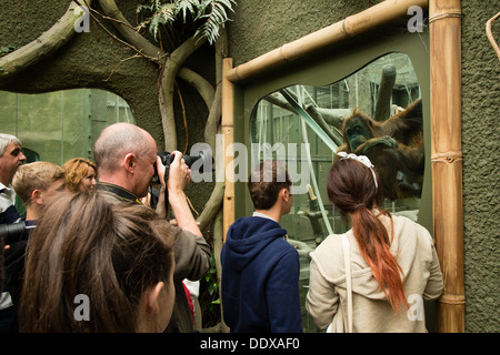 Regarder les gens et de photographier un orang dans son enclos au Zoo de Chester Banque D'Images