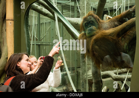 Femme et enfant de regarder et de photographier un orang au Zoo de Chester Banque D'Images