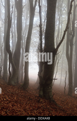 Forêt de hêtre européen (Fagus sylvatica) avec le brouillard. Parc Naturel du Montseny. Barcelone. La Catalogne. L'Espagne. Banque D'Images