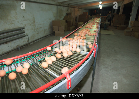 Ferme Avicole. La production industrielle d'oeufs comestibles. Banque D'Images