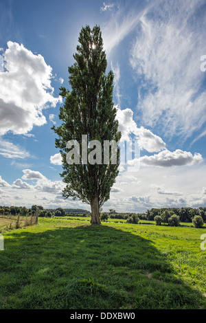 Sur les terres agricoles de l'arbre à castor près de Peterborough Banque D'Images