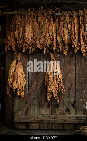 Le séchage des feuilles de tabac d'or sur une vieille porte de grange. Banque D'Images