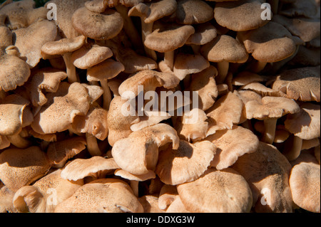 Champignons sauvages poussant dans le parc national New Forest dans le Hampshire, dans le sud du comté de Hampshire. Banque D'Images