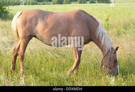 Broute des Chevaux Le domaine Banque D'Images