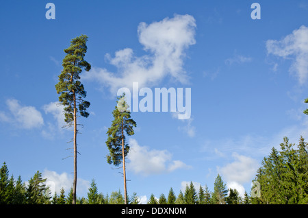 Deux grands pins dans une forêt d'épinettes Banque D'Images