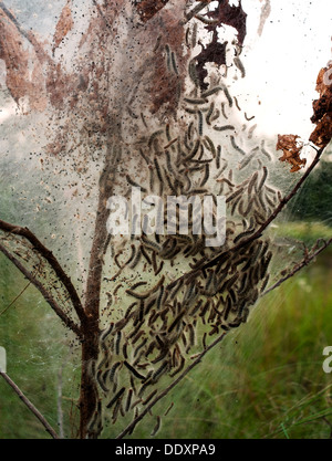 Les chenilles spongieuse photographié ici sur les branches d'un arbre dans le centre de la Caroline du Nord. Banque D'Images