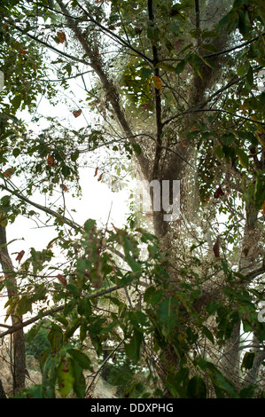 Les chenilles spongieuse photographié ici sur les branches d'un arbre dans le centre de la Caroline du Nord. Banque D'Images