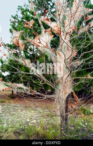 Les chenilles spongieuse photographié ici sur les branches d'un arbre dans le centre de la Caroline du Nord. Banque D'Images
