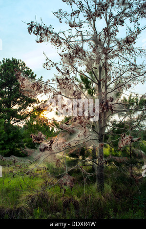 Les chenilles spongieuse photographié ici sur les branches d'un arbre dans le centre de la Caroline du Nord. Banque D'Images