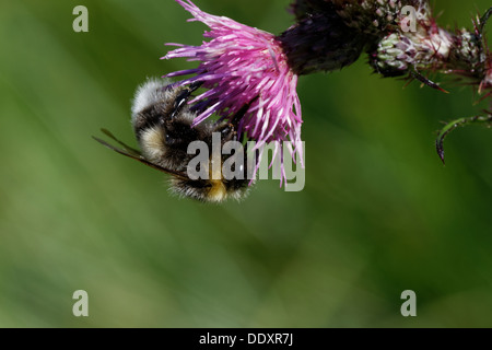 Le jardin d'un plan macro bourdon Bombus hortorum fleur pollinisateurs Banque D'Images