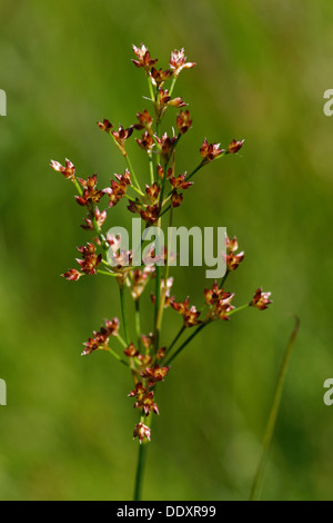 Sharp-flowered Rush, Juncus acutiflorus, inflorescence, Alpes, France Banque D'Images