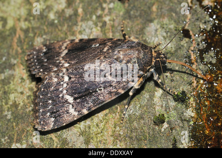 Ailes de cuivre - Amphipyra pyramidea nourrir la nuit montrant Proboscis Banque D'Images