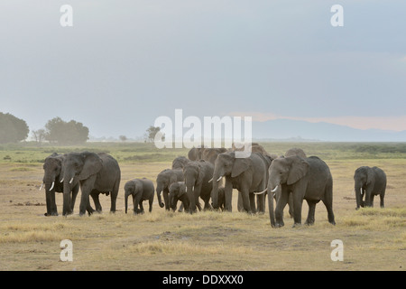 Troupeau d'Éléphants Bush africain (Loxodonta africana) Banque D'Images