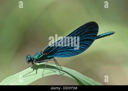 Belle Demoiselle à ailes bleues (Calopteryx virgo) Banque D'Images