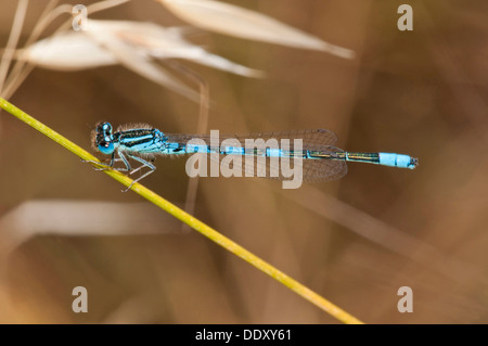 Coenagrion scitulum Dainty (Demoiselle) Banque D'Images