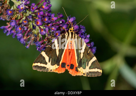 Euplagia quadripunctaria Tiger (Jersey) sucer le nectar des Buddleja, arbre aux papillons Banque D'Images