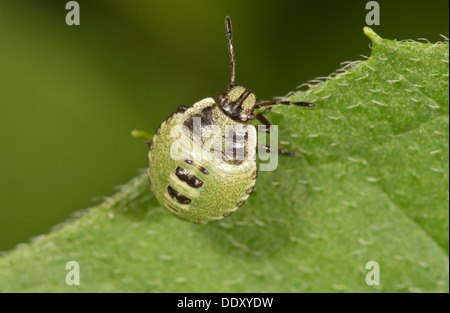 Vert commun Shieldbug (Palomena prasina), Larve Banque D'Images