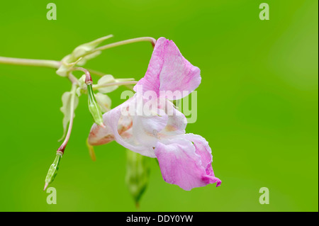 Jewelweed ornementales ou balsamine de l'Himalaya (Impatiens glandulifera), la floraison Banque D'Images