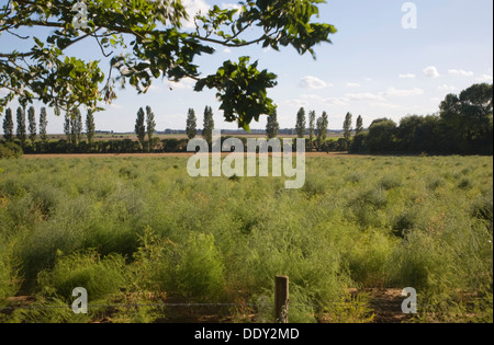 La récolte d'asperges growing in field Hollesley Suffolk Angleterre Banque D'Images