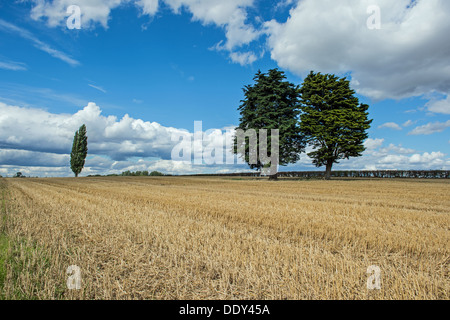 Les arbres sur les terres agricoles à castor près de Peterborough Banque D'Images