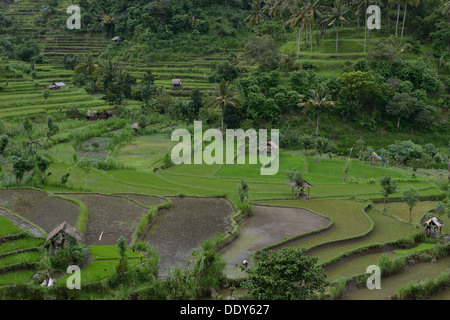 L'Indonésie, l'île de Bali, les paysans l'ensemencement en champ de riz dans la région de l'Est près de Amiapura Banque D'Images