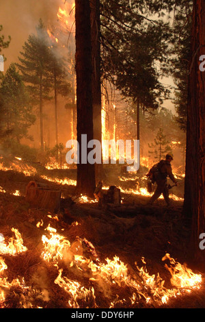 Le Horseshoe Meadows Hotshot interagences combat équipage flammes dans le flanc sud de la Rim Fire pendant l'incendie du 17 août 2013 près de Yosemite, CA. Banque D'Images