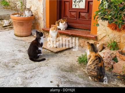 Les chats en face d'une porte dans le centre ville historique Banque D'Images