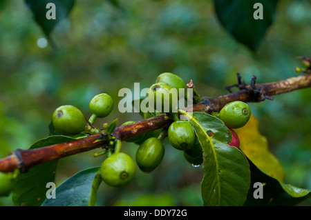 Le café (Coffea arabica), baies Banque D'Images