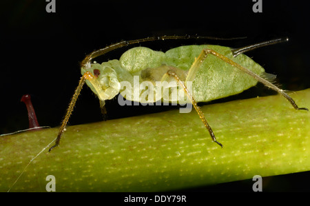 Grande Rose (puceron Macrosiphum rosae), la lutte contre les parasites sur une rose (Rosa), macro shot Banque D'Images