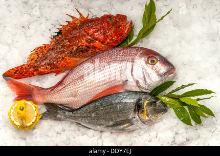 Des fruits de mer sur glace au marché de poissons Banque D'Images