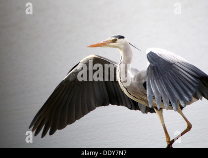 Série de capture d'un héron cendré (Ardea cinerea) en vol, sur le point de toucher des roues Banque D'Images