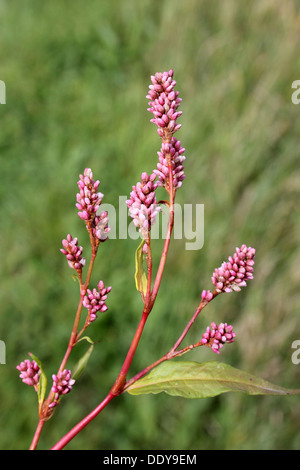 Chevalier arlequin Persicaria maculosa Banque D'Images